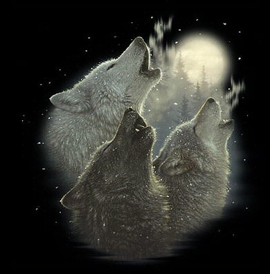 Wolf harmony - 8952