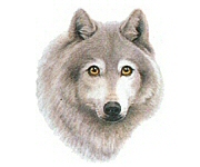 Wolf head