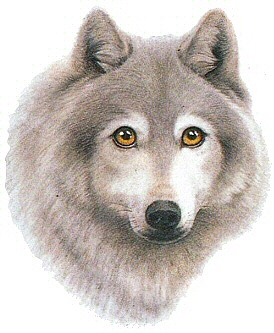 Wolf head - 2602