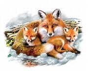 Fox family
