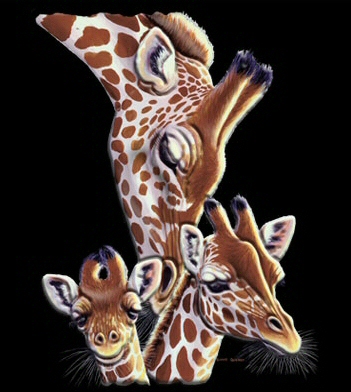 Giraffe family - 655