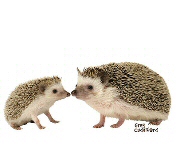 Hedgehog kiss