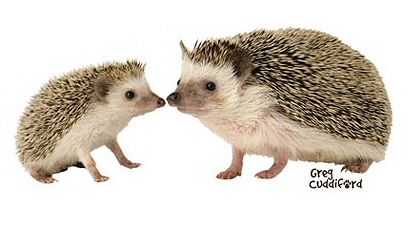 Hedgehog kiss - 13504