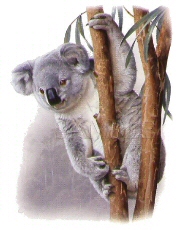 Koala