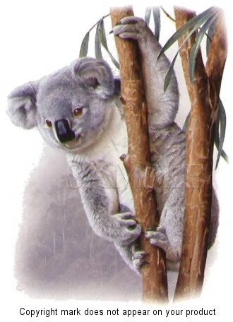 Koala - 6065