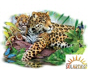 Two leopards