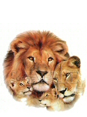Lion pride
