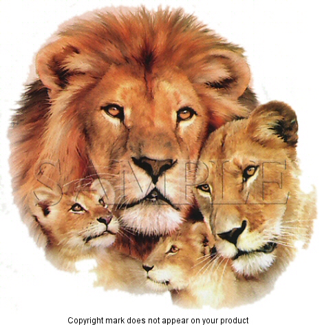 Lion pride - 5980