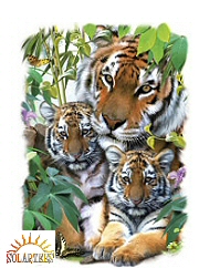 Shady tiger