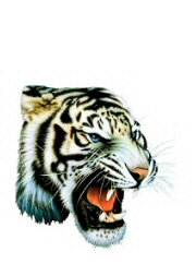 White tiger