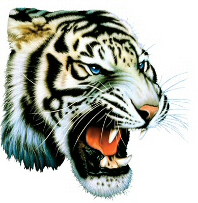 White tiger- 61