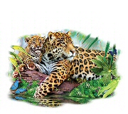 Wild cats