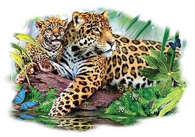 Leopard and cub - 13441